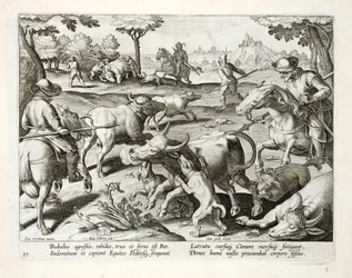 Cazando bueyes salvajes, ilustración de 